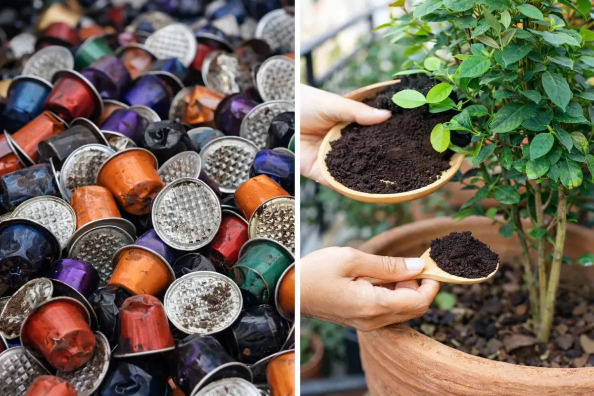 Đống vỏ viên nén nhôm nếp nhăn (chất thải khó phân hủy) vs. Bã cà phê tơi xốp từ máy pha cà phê tự động được sử dụng làm phân bón hữu cơ cho cây xanh
